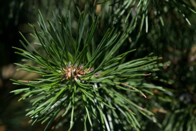 Pinus uncinata 'Paradekissen' - borovice zobanitá - jehlice